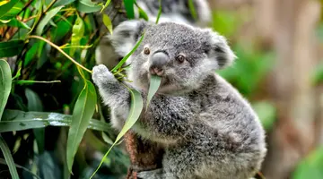 Australia i Nowa Zelandia - Po drugiej stronie Ziemi