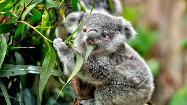 Australia i Nowa Zelandia - Po drugiej stronie Ziemi