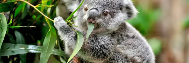 Australia i Nowa Zelandia - Po drugiej stronie Ziemi