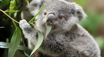 Australia i Nowa Zelandia - Po drugiej stronie Ziemi