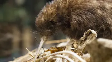 Australia, Nowa Zelandia i Fidżi - Pocztówka z końca Świata