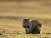 Australia, Nowa Zelandia - Od A do Z