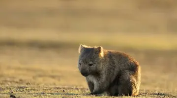 Australia, Nowa Zelandia - Od A do Z