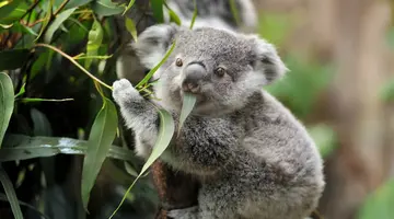 Australia, Nowa Zelandia - Od A do Z