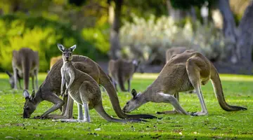 Australia Tysiąca Barw