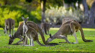 Australia Tysiąca Barw