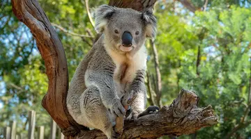 Australia Tysiąca Barw