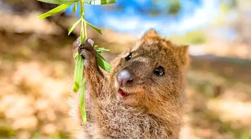 Australia Tysiąca Barw