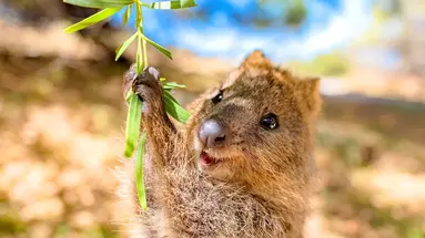 Australia Tysiąca Barw