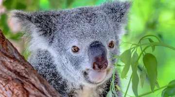 Australijski Boomerang: Na Koniec Świata I Z Powrotem!