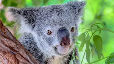 Australijski Boomerang: Na Koniec Świata I Z Powrotem!
