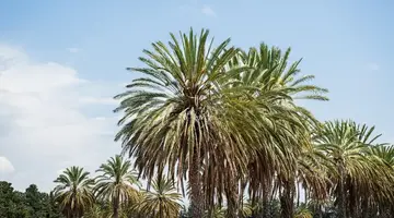 Azia Resort and Spa
