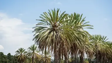 Azia Resort and Spa