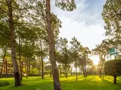 BALMY FORESTA (Ex Paloma Foresta)