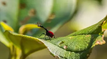 Baobaby Grandidiera