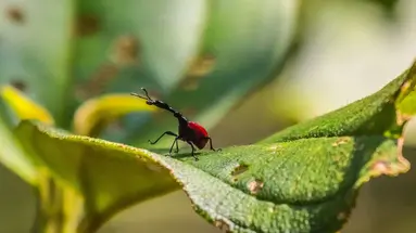 Baobaby Grandidiera