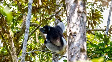 Baobaby Grandidiera