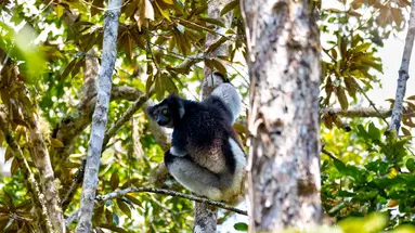 Baobaby Grandidiera