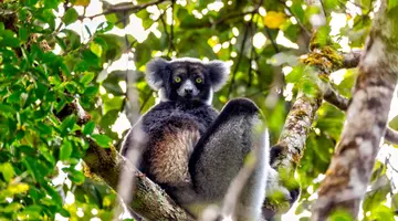 Baobaby Grandidiera