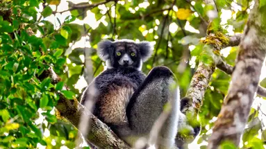 Baobaby Grandidiera
