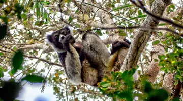 Baobaby Grandidiera