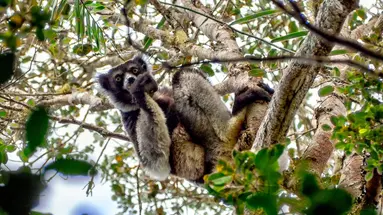 Baobaby Grandidiera