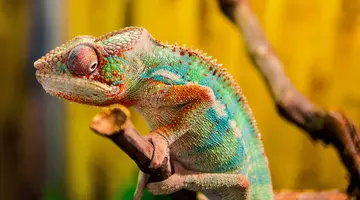 Baobaby Grandidiera
