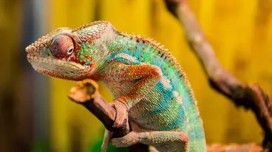 Baobaby Grandidiera