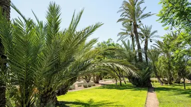 Barcelo Palmeraie Oasis Resort
