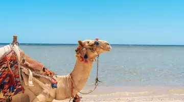 Beach Safari Nubian Resort