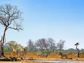 Bez Trwogi Po Bezdrożach: Botswana I Zimbabwe (Self-Drive)