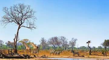 Bez Trwogi Po Bezdrożach: Botswana I Zimbabwe (Self-Drive)