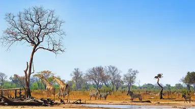 Bez Trwogi Po Bezdrożach: Botswana I Zimbabwe (Self-Drive)