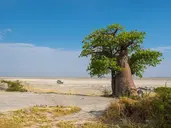 Bez Trwogi Po Bezdrożach: Botswana I Zimbabwe (Self-Drive)