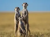 Bez Trwogi Po Bezdrożach: Botswana I Zimbabwe (Self-Drive)