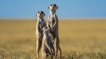 Bez Trwogi Po Bezdrożach: Botswana I Zimbabwe (Self-Drive)