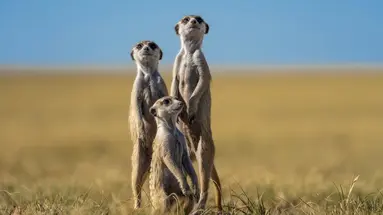 Bez Trwogi Po Bezdrożach: Botswana I Zimbabwe (Self-Drive)