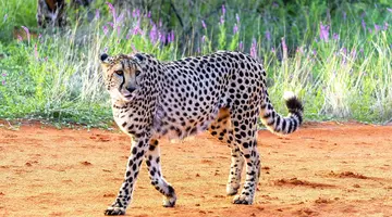 Bez Trwogi Po Bezdrożach Namibii (Self Drive)