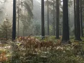 BIAŁOWIEŻA - 1 dzień