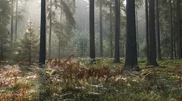BIAŁOWIEŻA - 1 dzień