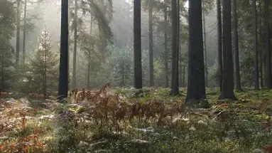 BIAŁOWIEŻA - 1 dzień