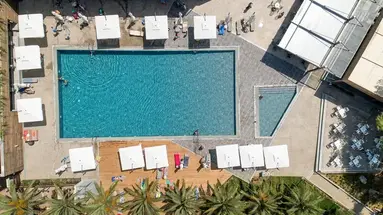 Blue Dolphin