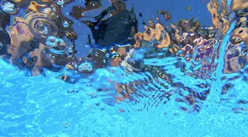 Blue Dolphin