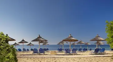 Blue Dolphin