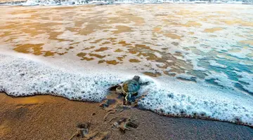 Bogate Wybrzeże Oceanów