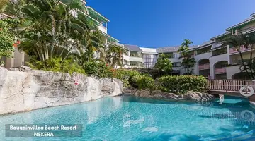 Bougainvillea Barbados
