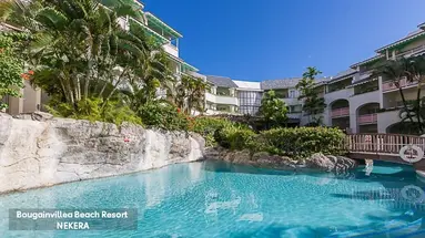 Bougainvillea Barbados
