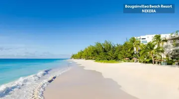 Bougainvillea Barbados