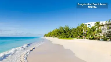 Bougainvillea Barbados