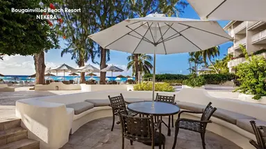 Bougainvillea Barbados